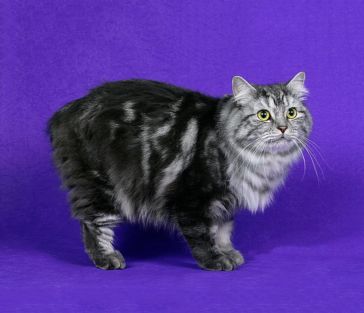 gatto grigio e nero a pelo corto, gatto cymric, gatto, peloso, a strisce, Sfondo HD