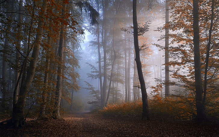 высокие деревья, коридор коричневого листа дерева в дневное время, природа, лес, пейзаж, туман, путь, листья, осень, кустарники, деревья, HD обои