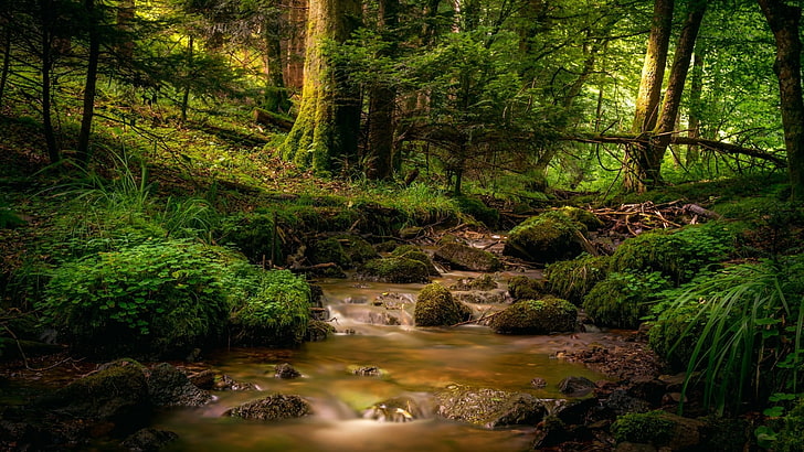 vegetation, nature, forest, stream, old growth forest, wilderness, woodland, water, creek, HD wallpaper