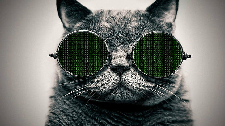 cat, Glasses, The Matrix, HD wallpaper