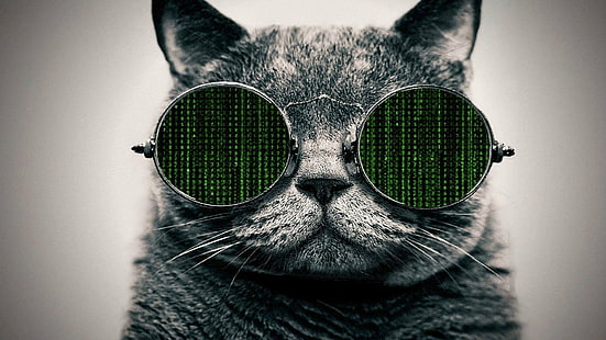 cat, Glasses, The Matrix, HD wallpaper HD wallpaper