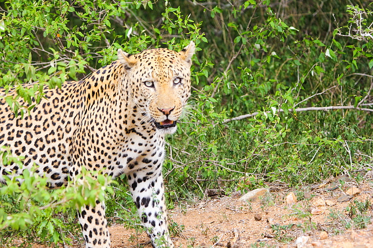 adult leopard, leopard, cheetah, predator, look, HD wallpaper