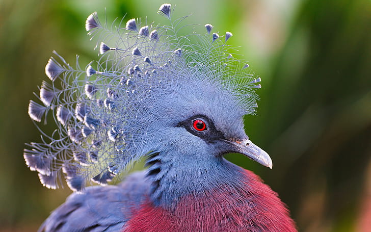 Victoria Crowned Pigeon, blue feathers, purple and red peafowl, Victoria, Crowned, Pigeon, Blue, Feathers, HD wallpaper