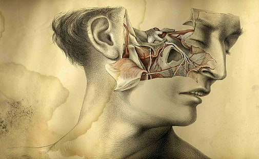 Face Anatomy Drawing, human illustration, Vintage, Drawing, Face, Anatomy, HD tapet HD wallpaper