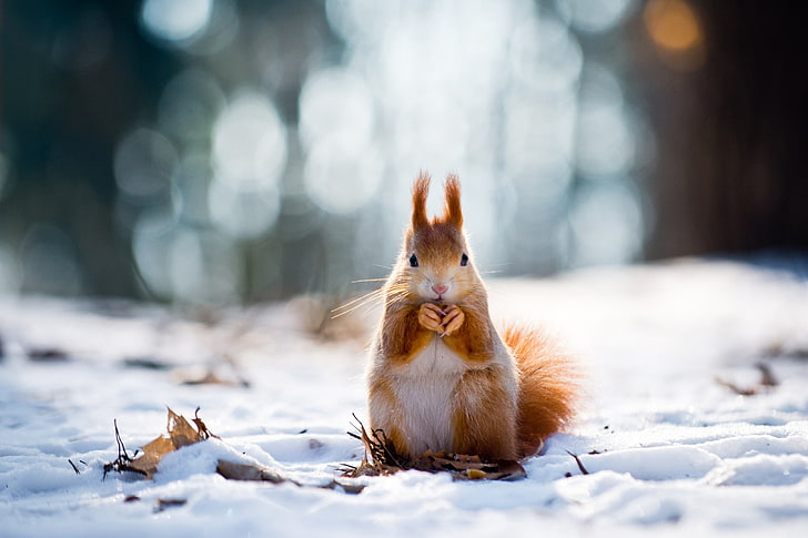braune und weiße Chinchilla, braune und weiße Nagetiere auf weißem Schnee tagsüber, Schnee, Eichhörnchen, Tiere, Winter, Bokeh, Blätter, Schärfentiefe, HD-Hintergrundbild