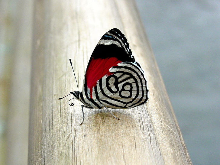 Red Butterflies 1080p, insects, 1080p, butterflies, HD wallpaper