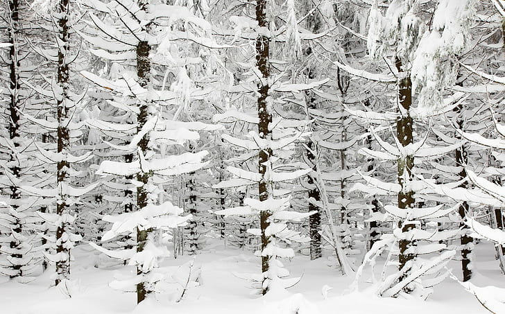 neige, arbres, hiver, Fond d'écran HD