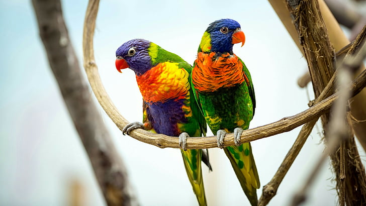 volatile, pappagallo, coppia, pappagalli, ramoscello, coppia di pappagalli, carino, colorato, Sfondo HD
