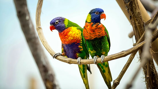 bird, parrot, couple, parrots, twig, parrot pair, cute, colorful, HD wallpaper HD wallpaper