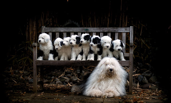 Кучета, староанглийска овчарка, бебе животно, пейка, куче, домашен любимец, кученце, HD тапет