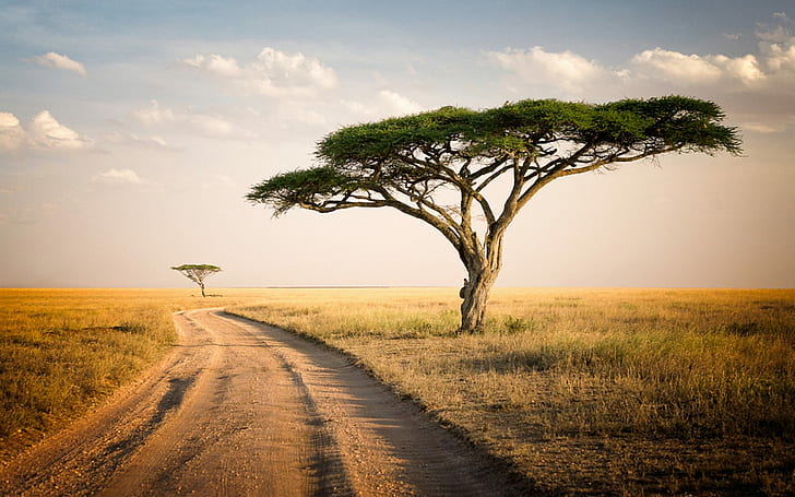 Serengeti Park Tansania Savannah Zwei einsame Bäume, trockenes Gras Desktop Wallpaper Hd, HD-Hintergrundbild