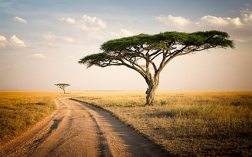 Serengeti Park Tanzania Savannah ต้นไม้โดดเดี่ยวสองต้นวอลล์เปเปอร์เดสก์ทอปหญ้าแห้ง Hd, วอลล์เปเปอร์ HD HD wallpaper