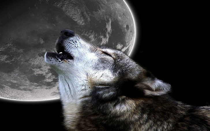 lobo ululante Primal Howl Abstract Photography HD Arte, fotografia, Luna, ululato, lobo, primordiale, lupo, Sfondo HD