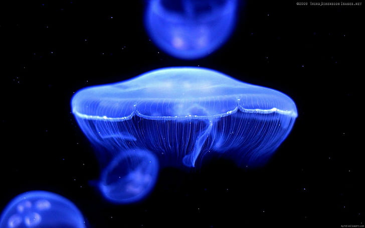 Синие медузы, неоновые легкие медузы, медузы, рыбы, животные, море, HD обои