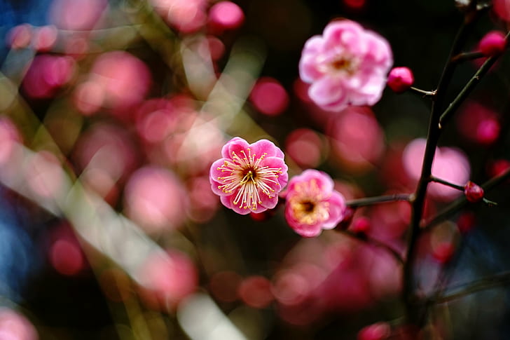 pink Cherry blossom tree, Warna, Roh, Cherry blossom tree, Biotar, F2.0, 梅, M42, alam, Warna pink, bunga, tanaman, daun bunga, Kepala bunga, musim semi, keindahan Di Alam, Wallpaper HD