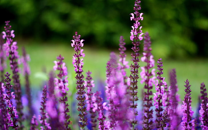 Purple flowers, blurred background, pink verbenas, Purple, Flowers, Blurred, Background, HD wallpaper