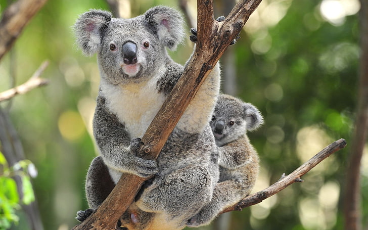 Animal, koala, Fond d'écran HD