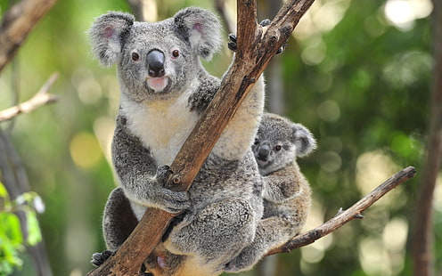 Zwierzę, Koala, Tapety HD HD wallpaper