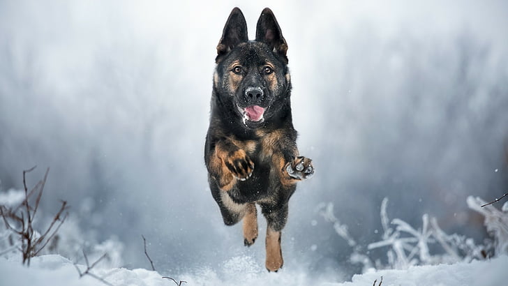 chien de berger allemand, neige, race de chien, hiver, vieux chien de berger allemand, Fond d'écran HD
