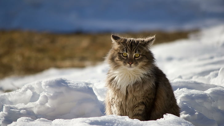 gatto, inverno, neve, Sfondo HD