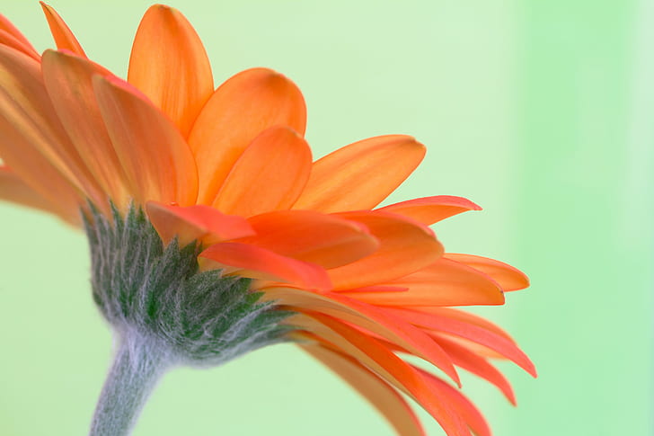 фотография със селективен фокус на оранжево цвете невен, гербера, гербера, природа, растение, цвете, венчелистче, цветна глава, красота в природата, едър план, HD тапет