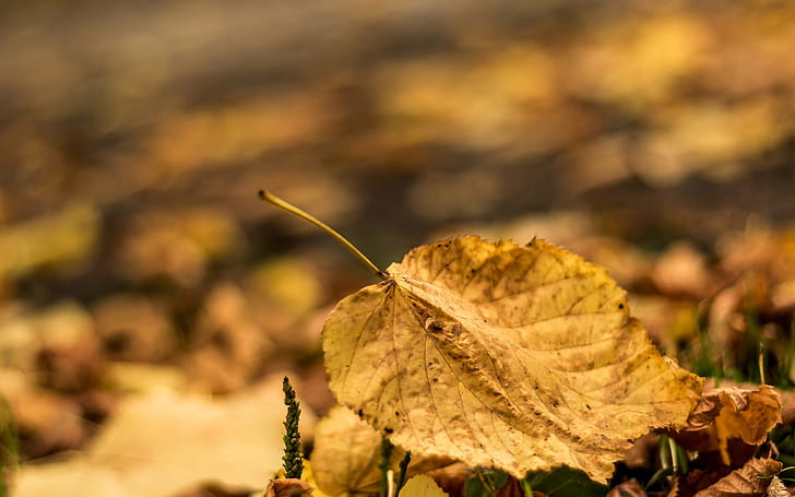 autumn, leaves, macro, background, widescreen, blur, leaf, full screen, s, fullscreen, HD wallpaper