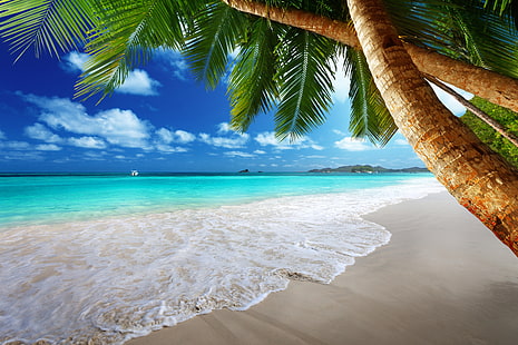 green coconut palm tree, sand, sea, beach, the sun, tropics, palm trees, the ocean, shore, island, summer, ocean, coast, blue, paradise, vacation, tropical, palm, emerald, HD wallpaper HD wallpaper