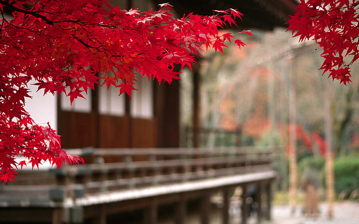 червено кленово дърво, фотография със селективен фокус на червено листно дърво, природа, Япония, листа, дървета, червено, есен, Азия, HD тапет