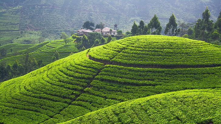 foto verde della montagna, piantagione di tè, 5k, carta da parati 4k, colline, alberi, verde, Sfondo HD