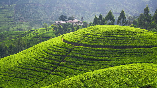 zdjęcie zielonej góry, plantacja herbaty, tapeta 5k, 4k, wzgórza, drzewa, zieleń, Tapety HD HD wallpaper