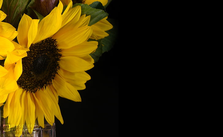 Sunflower and Kale in a Vase, Nature, Flowers, photography, close-up, black background, sunflower, kale, vase, HD wallpaper