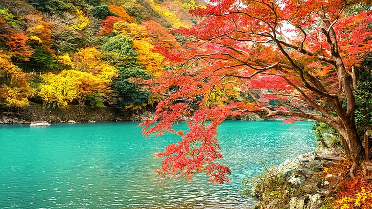 есен, листа, дървета, парк, Япония, Киото, природа, езеро, дърво, Арашияма, HD тапет
