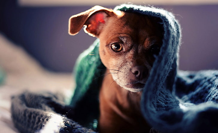 Hund versteckt unter Schal, kurzhaariger brauner Welpe, Tiere, Haustiere, HD-Hintergrundbild