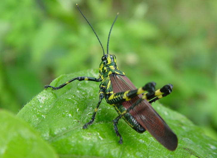 macro photo of a Romalea Guttata on green leaf, insect, nature, animal, wildlife, macro, close-up, locust, grasshopper, green Color, HD wallpaper