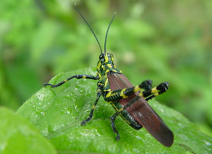macro photo of a Romalea Guttata on green leaf, insect, nature, animal, wildlife, macro, close-up, locust, grasshopper, green Color, HD wallpaper HD wallpaper