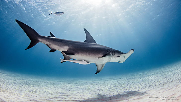 Tiburón martillo, Bimini, Bahamas, Ocean Life, Fondo de pantalla HD