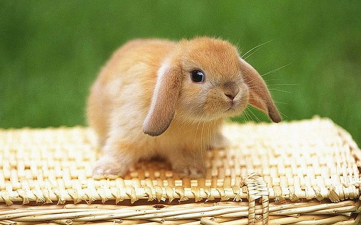 Зайче, заек, сладко зайче, сладко, bujnny, животни, HD тапет