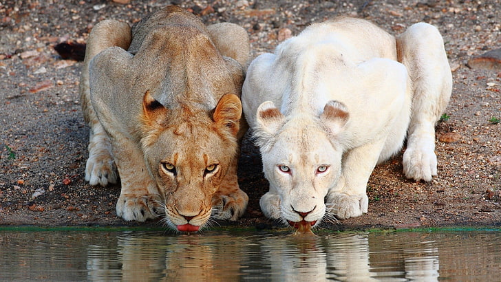 белая львица, лев, животные, большие кошки, HD обои