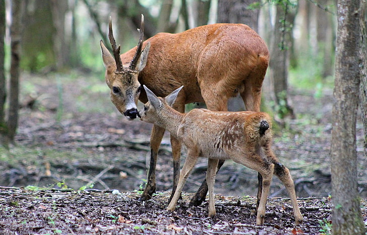 Deer And Baby Tenderness, brown deer, Animals, Deer, HD wallpaper