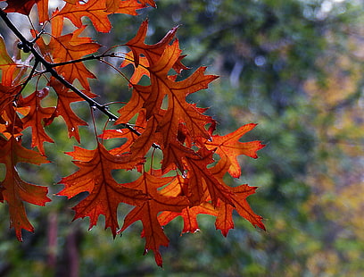 赤いカエデの葉の写真、オーク、オーク、ピン、オークス、赤いカエデ、カエデの葉、写真、Lumix FZ200、紅葉、季節、秋、色、葉、橋のカメラ、パブリックドメイン、献身、CC0、写真、葉、自然、木、季節、黄色、赤、森、屋外、マルチカラー、オレンジ色、10月、 HDデスクトップの壁紙 HD wallpaper