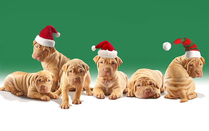 Dogs, Puppy, Animal, Christmas, Cute, Dog, HD wallpaper