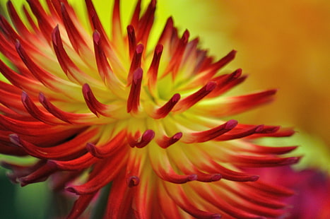 zdjęcie z bliska czerwony i żółty kwiat, dalia, dalia, DAHLIA, czerwony, żółty, kwiat, zbliżenie, fotografia, natura, roślina, płatek, makro, głowa kwiatu, pojedynczy kwiat, piękno w naturze, Tapety HD HD wallpaper