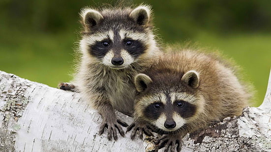 two brown raccoons, animals, raccoons, HD wallpaper HD wallpaper
