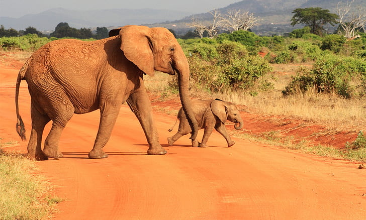 animals, Africa, elephant, baby animals, HD wallpaper