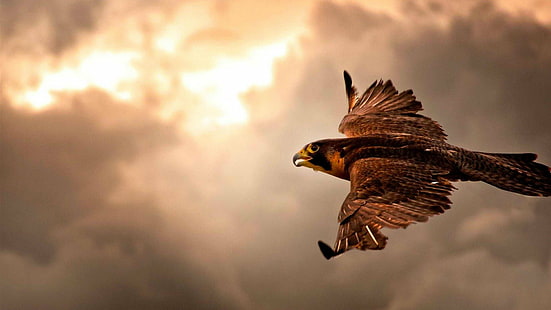 falcon, flight, free, HD wallpaper HD wallpaper