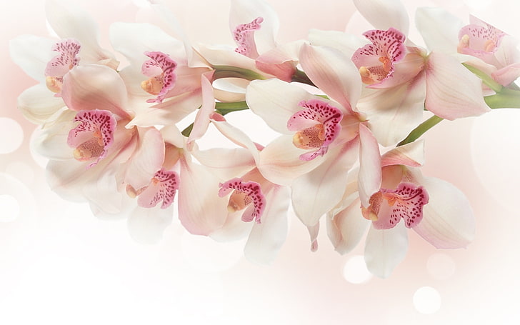flowers, orchid, pink, white, HD wallpaper
