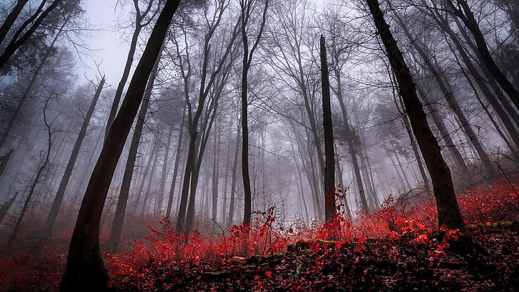 foresta, natura, bosco, albero, pianta legnosa, nebbioso, foglie rosse, ramo, mattina, autunno, bosco, luce del sole, nebbia, cielo, nebbia, Sfondo HD