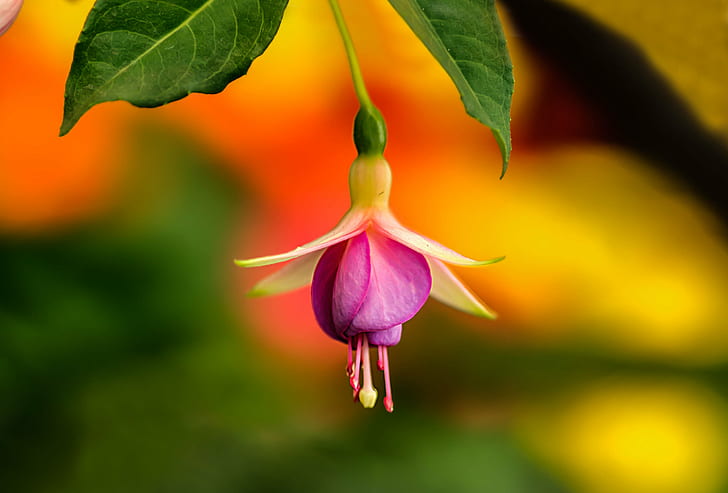 purple and white Fuchsia flower, Red Lady, Eardrop, purple, white, Fuchsia, flower  flower, focus, garden, close, macro, beautiful, colour, color, paradi, plant, amazing, colours, HDR, HQ, roses, flowers, flores, blossoms, buds, stalks, camera  flash, home, light, softbox, soft, photography, colorful, lighting, lens, bright, outdoor, border, nikon, field, serene, blossom  tree, organic, pattern, red, foliage, texture, photo, black, background, beirut, stacks, pink, yellow, depth, orchid, petal, nature, flower, flower Head, close-up, leaf, HD wallpaper