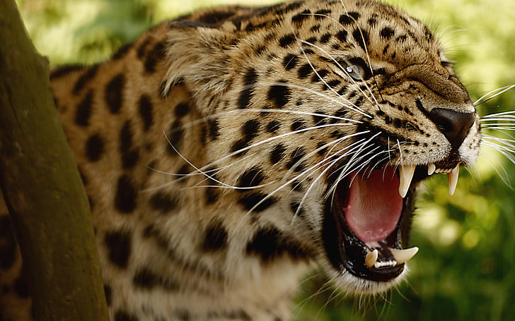 Amur Leopard ، النمر البني والأسود ، الحيوانات ، النمر ، الحيوان، خلفية HD