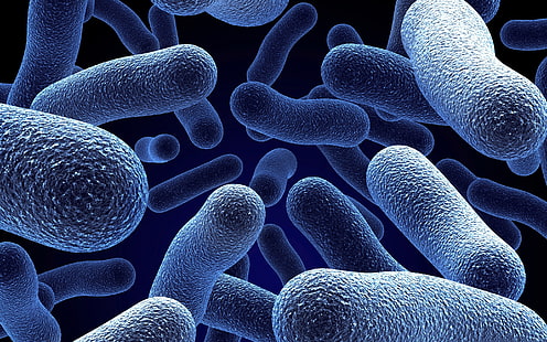 المجهر والبكتيريا والكائنات الحية الدقيقة والميكروبات، خلفية HD HD wallpaper
